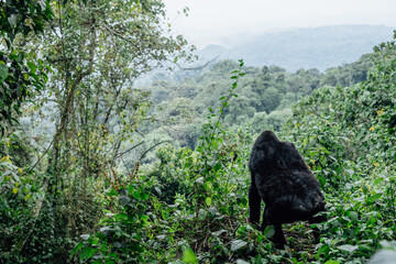Close-up of a Mountain Gorilla in the Bwindi Impenetrable National Park, Uganda