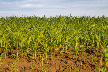 young corn in a field against the sky