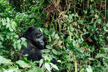 Portrait of a mountain gorilla. Bukavu in the DRC.