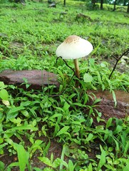mushroom in the grass