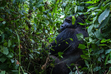 Portrait of a mountain gorilla. Bukavu in the DRC.