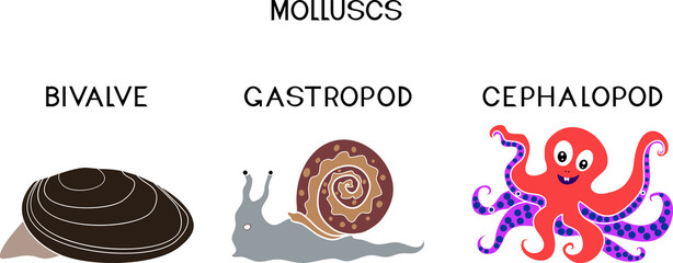 Three types of molluscs: cephalopod, gastropod, bivalve. Educational material for a biology lesson for primary school children