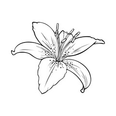 Monochrome picture, large veined lily flower , vector illustration