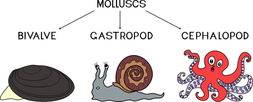 Three types of molluscs: cephalopod, gastropod, bivalve. Educational material for a biology lesson for primary school children