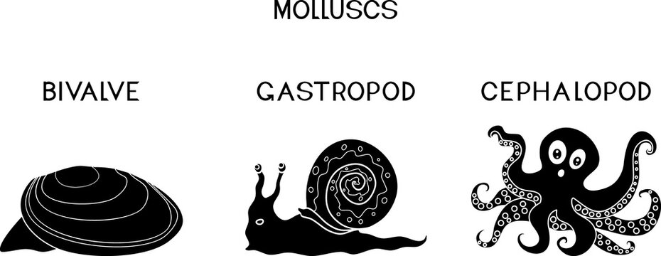 Three types of molluscs: cephalopod, gastropod, bivalve. Educational material for biology lesson for primary school children