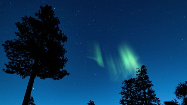 Aurora Borealis Green Loop Pine Trees Blue Sky Northern Lights