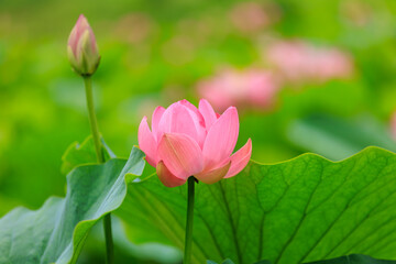 Lotus flowers are blooming in the summer sun