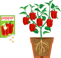 Sweet bell pepper plant with red fruits, green leaves, root system in flower pot and open sachet with seeds isolated on white background
