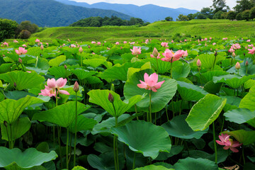 蓮の畑には鮮やかな緑の葉にピンクの花が咲いています
Pink flowers are blooming on bright green leaves in the lotus field