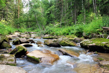 Forest landscape with a beautiful mountain river Belokurikha. Altai region. Russia