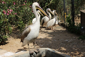 Swan bird in the zoo.