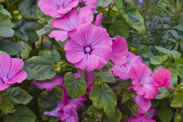 Close up view of pink mallows