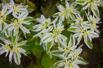 Close up view of Euphorbia edged (or Snow on the Mountain)