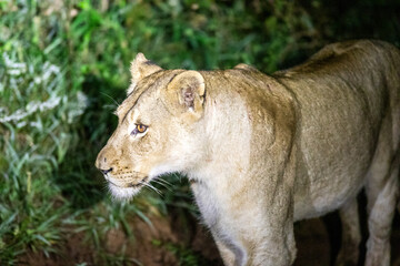 Fototapeta na wymiar Lioness ready to hunt at night in the Kruguer National Park in South Africa, a wildlife park perfect for safaris, this animal is the perfect nocturnal predator.
