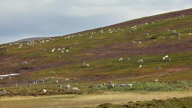 Herd of domestic Reindeer (Rangifer tarandus) walking on the slope of a hill at the tundra in Lapland, Norway