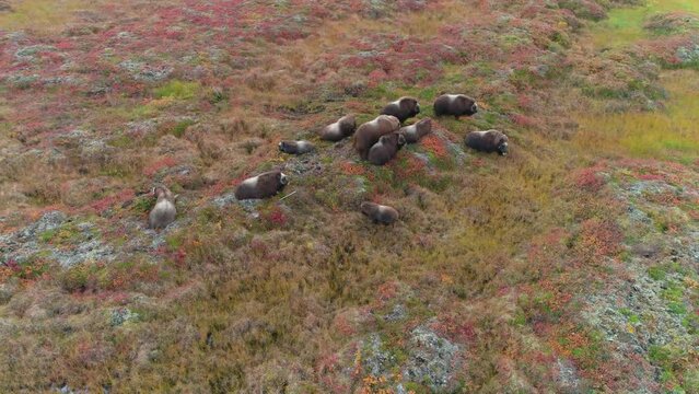 Small herd of Musk Ox (Ovibos moschatus) on tundra in autumn colors, Alaska; aerial view with drone orbiting around the herd