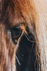 Pony | Auge
