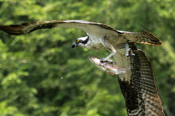 osprey in flight