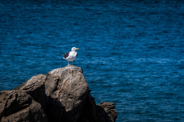 Quiberon in french Brittany