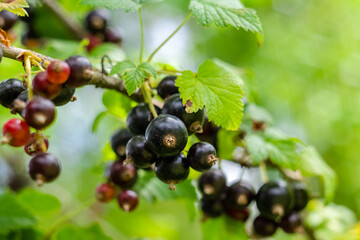 Ripe black currant hanging on a branch in a summer orchard. Currants ready for picking. Black currant harvest.