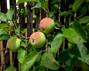 Rippening apples in the orchard. Unripe green apples on the tree in a garden.