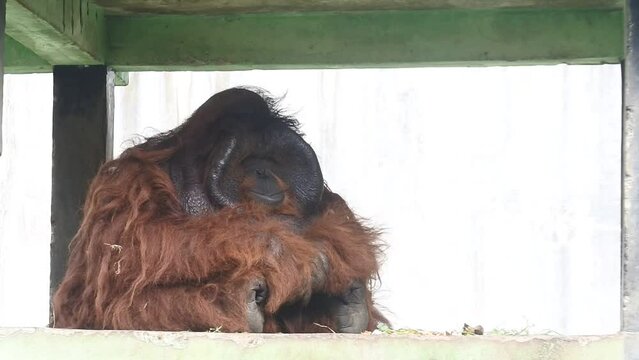 primate life at the zoo. monkeys in their cages. mammals HD videos.