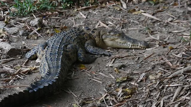 crocodile on the ground. Crocodile lying with mouth closed. Crocodile farm. The saltwater crocodile (Crocodylus porosus) is also known as the estuarine.