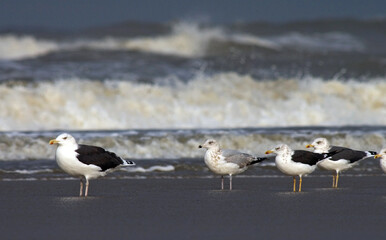 Meeuwen rustend op het strand van Katwijk; Gulls resting on Katwijk beach (Holland)
