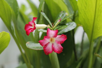 Beautiful Adenium Obesum flower, Desert rose of pink and red color petal, 