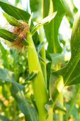 Pañocha de maíz (Zea mays) en la planta en un campo al atardecer