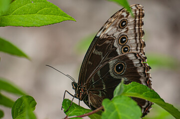 Fototapeta na wymiar Motyl w liściach