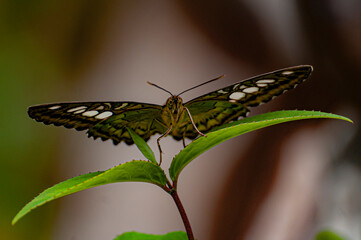 Motyl na lisciu