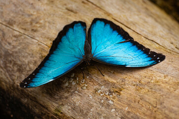 Niebieski motyl © advert2do