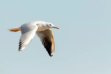 Foto op Plexiglas Dunbekmeeuw, Slender-billed Gull, Chroicocephalus genei © Marc