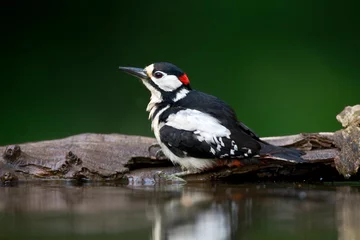 Foto op Aluminium Grote Bonte Specht, Great Spotted Woodpecker, Dendrocopus major © Marc