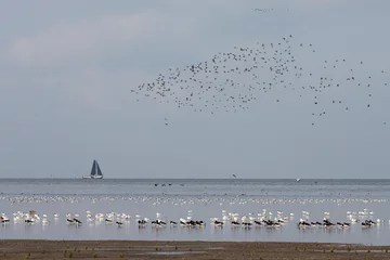 Fotobehang Vogels op Waddenzee, Birds at Wadden Sea © Marc