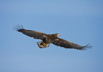 Fototapeta na wymiar Zeearend ; White-tailed Eagle