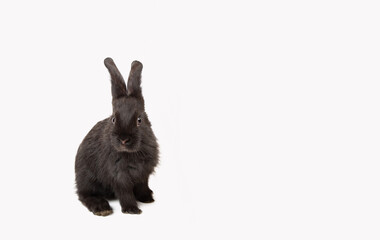 One little black rabbit isolated on a white background. Hare is a symbol of 2023 year accoding an eastern calendar. Cute fun pet. Holiday gift for Christmas, New Year or Easter. Copy space. Banner