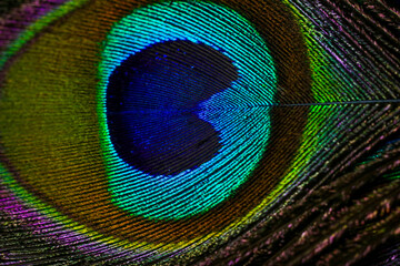 Fototapeta premium Peacock feather. Peafowl feather. Mor pankh. Abstract background. Janmashtami background. Bird feather. Feather. Wallpaper.
