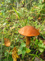 Edible mushroom Leccinum aurantiacum, commonly known as red-capped scaber stalk.