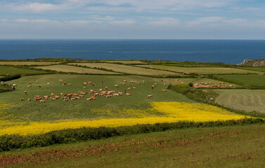 Cornwall, Englaand, UK. 2022. Cornish farmland with cows grazing alongside a field of rape seed and...