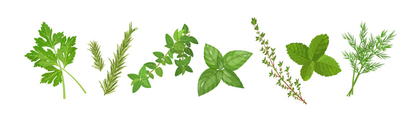 Fototapeta premium Spicy herbs set with thyme, mint, oregano and other plants, vector illustration isolated on white banner background