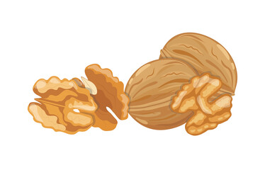 Walnut in shell and peeled kernels, vector illustration on white background