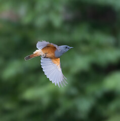 Male  Benson's Rock Thrush, Monticola (sharpei) bensoni, in flight. Endemic to Madagascar.