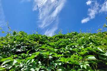Sunny background of green ivy leaves. Blue sky and clouds.
