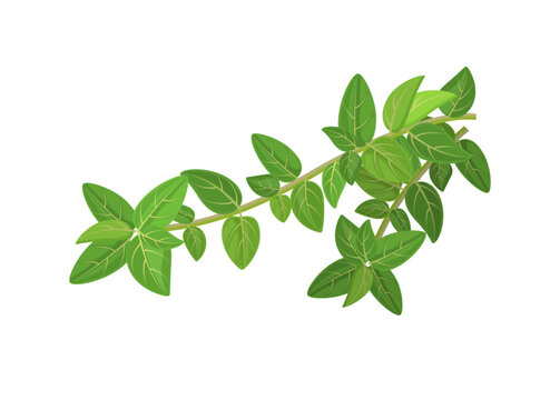 Fresh oregano or marjoram vetocchi with leaves, vector illustration isolated on white background