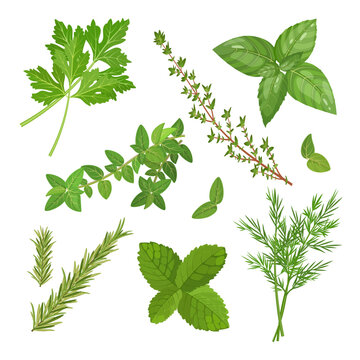 Spicy herbs set with thyme, mint, oregano and other plants, vector illustration isolated on white background