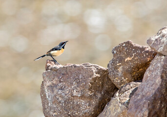 Orange-breasted Rockjumper, Chaetops aurantius
