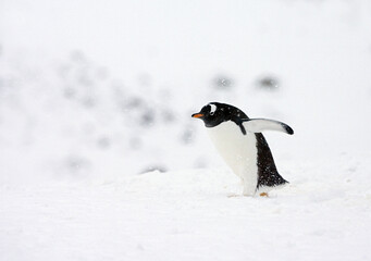 Gentoo Penguin, Pygoscelis papua