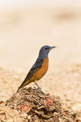 Male Rufous-tailed Rock Thrush, Monticola saxatilis, during spring migration in Israel.